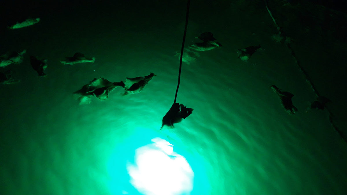 Green Blob Underwater Fishing Light 15000 Lumen with Alligator Clips and Cigarette Lighter adapter with 30ft Cord Fishing Lights Green Blob Outdoors 