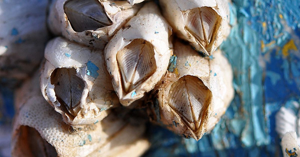 How to remove barnacles from underwater lights | Green Blob Outdoors