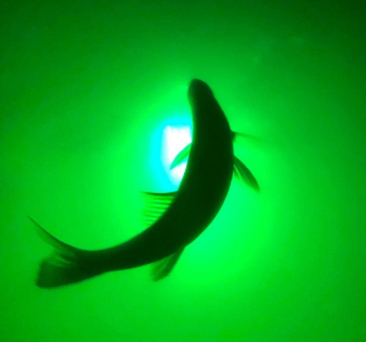 Create your Own Green Blob Outdoors: Lumen Underwater LED Fishing Light - Energy - Efficient, Versatile, Texas - Made 30ft Cord - Green Blob Outdoors