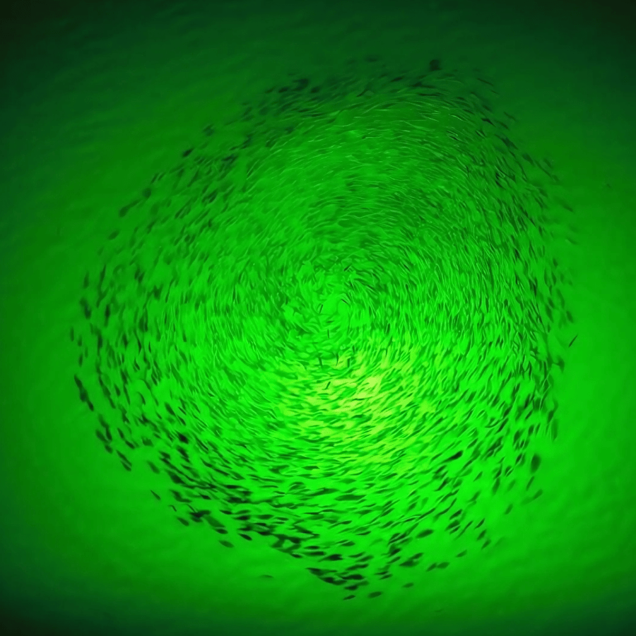 Solar Powered Underwater Fishing Light for Docks | Green Blob Outdoors New Solar Panel Kit | Bright Green Night Fishing Attractant for Snook, Shad, Bass &amp; Catfish – No Dock Power Needed! - Green Blob Outdoors