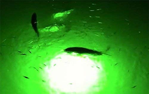 Green Blob Jumbo BLOB 30000 Lumens 600 LED Underwater Fishing Light fo - Green  Blob Outdoors