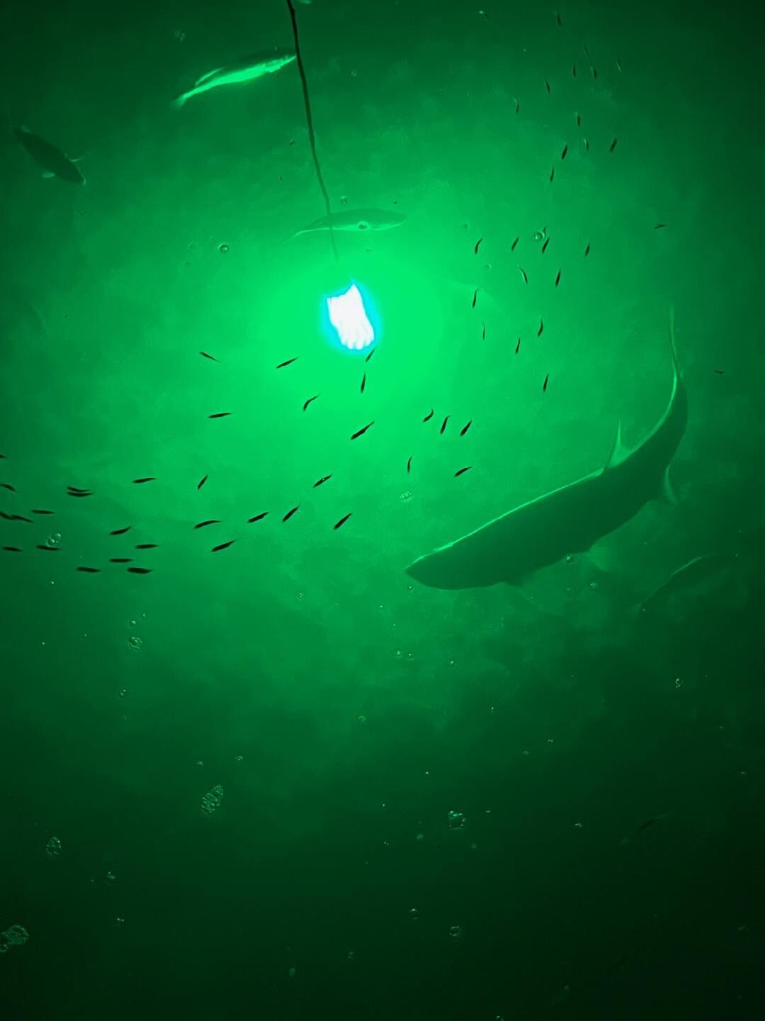 Green light can attract the fishes without lures