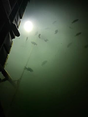 Green Blob Outdoors Underwater Fishing Light 7500 Lumen for