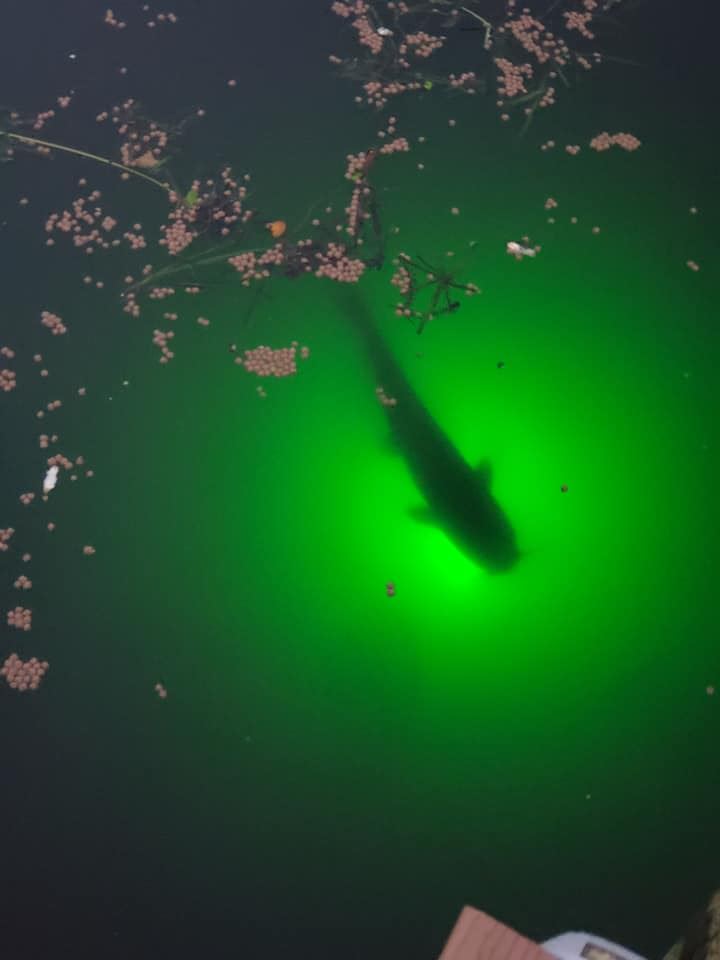 Buy (Green, Blue, or White) Blob Underwater 110 volt Dock Fishing