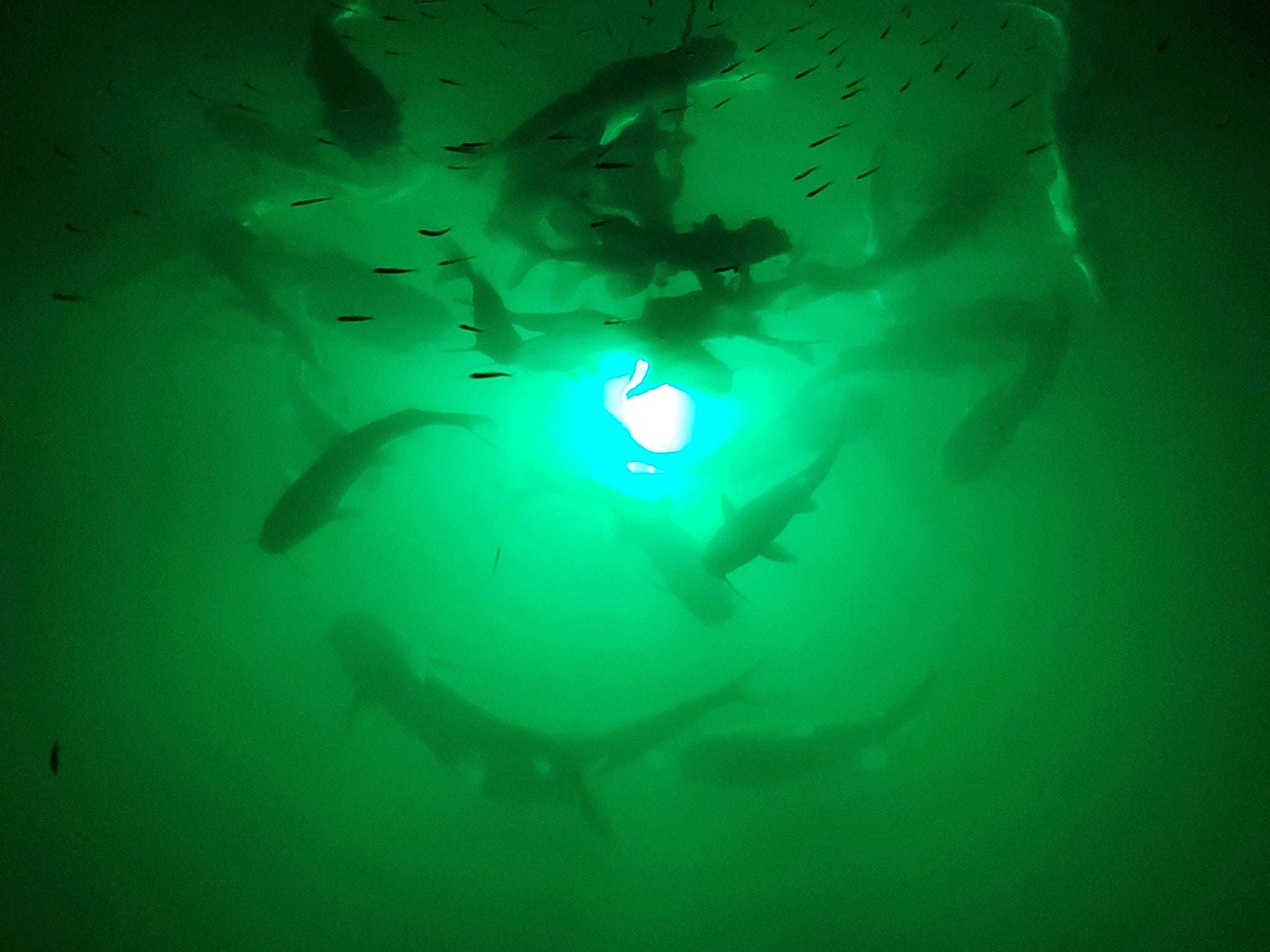 Go Pro Underwater footage of the Green Blob Underwater Fishing Light in  Action! 