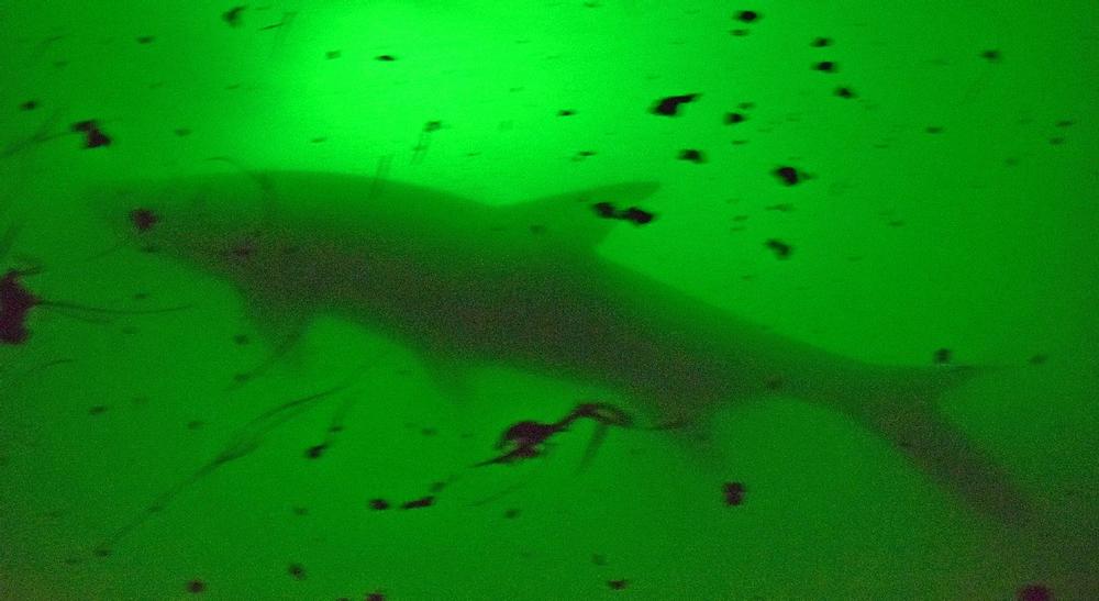Green Blob Underwater Fishing Light for Lumen, 110 volts - Green Blob Outdoors