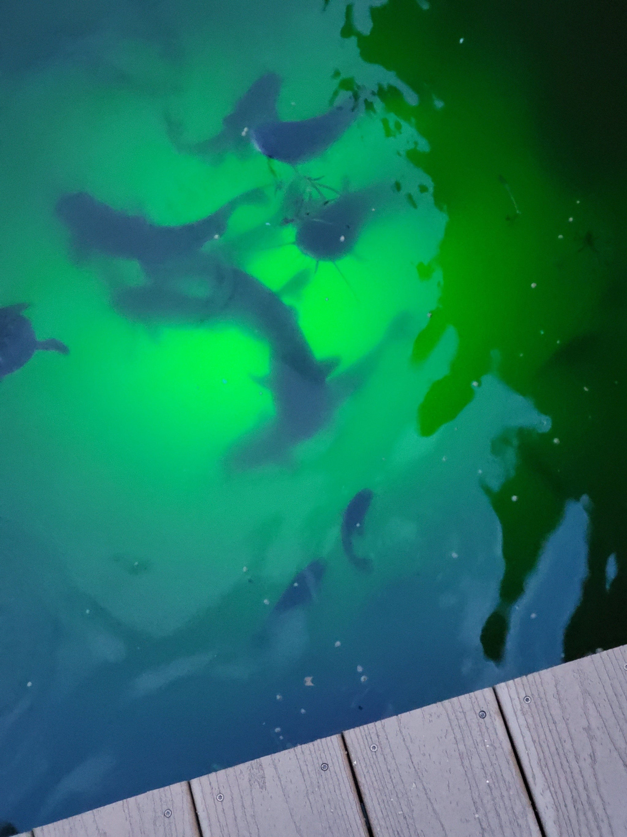 Green Blob Underwater Fishing Light - 7,500 Lumens - 110V - Blue Color -  30ft