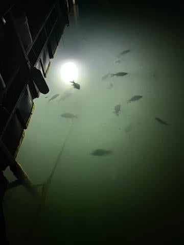 White Underwater Fishing Light Dock-15000 Lumens 110 volt AC Adapter 30ft Power Cord Fishing Lights Green Blob Outdoors 